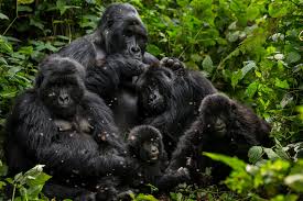 trikking gorillas in uganda